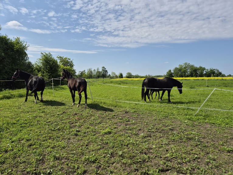 Lipizzaner Stute 1 Jahr 165 cm Rappe in Strizivojna
