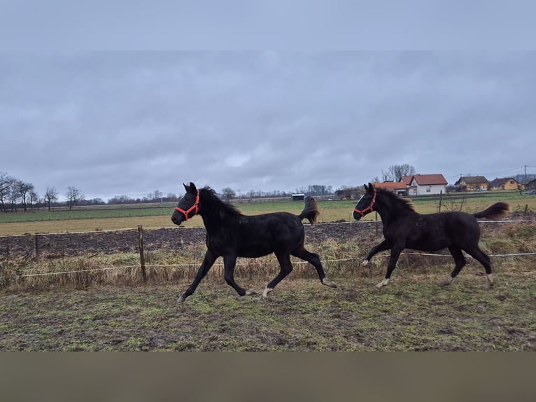 Lipizzaner Stute 1 Jahr 165 cm Rappe in Strizivojna