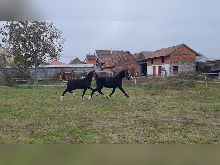 Lipizzaner Stute 1 Jahr 165 cm Rappe in Strizivojna