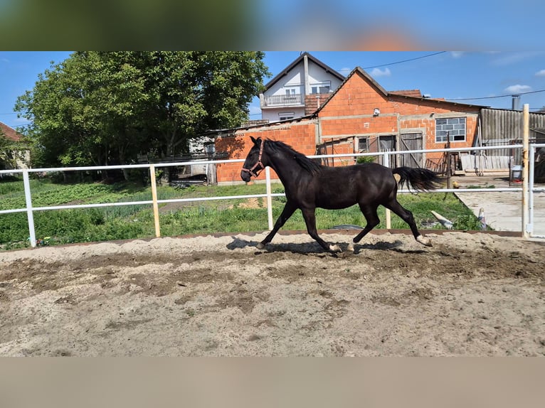 Lipizzaner Stute 1 Jahr 165 cm Rappe in Strizivojna