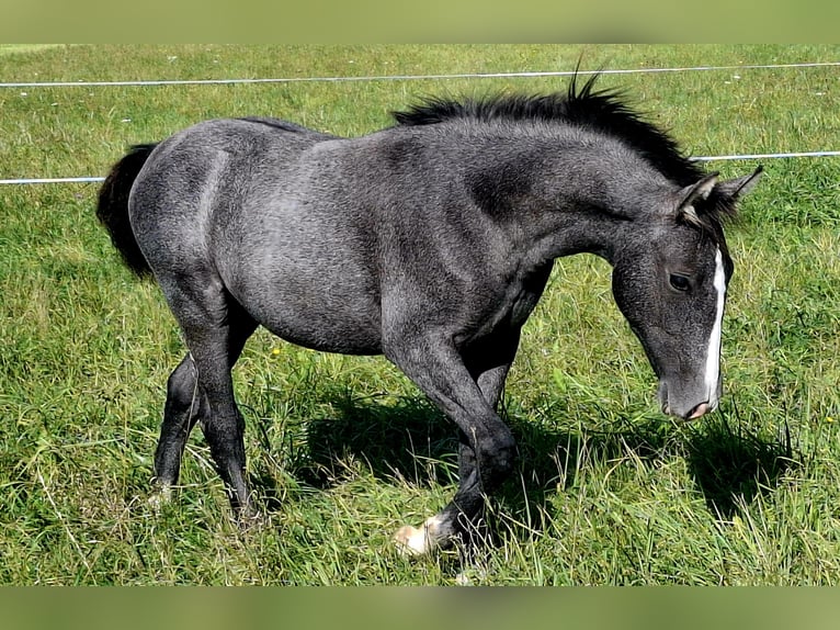 Lipizzaner Stute 1 Jahr Rappschimmel in KOZINA