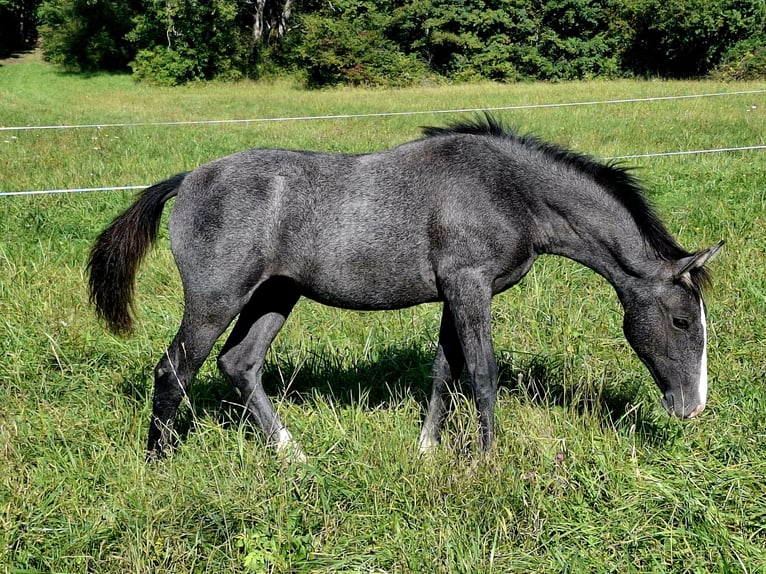 Lipizzaner Stute 1 Jahr Rappschimmel in KOZINA