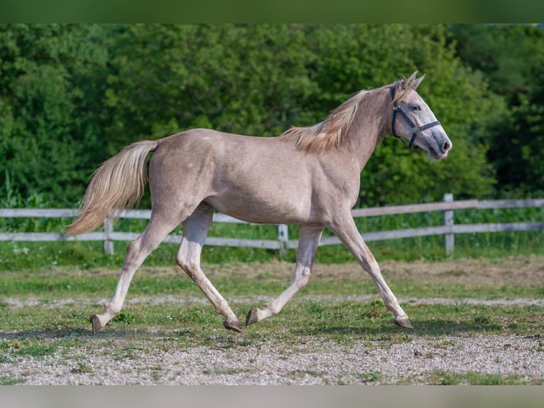 Lipizzaner Stute 1 Jahr Rappschimmel in Šentjernej