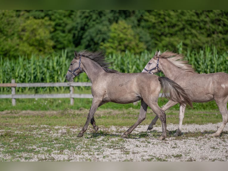 Lipizzaner Stute 1 Jahr Rappschimmel in Šentjernej