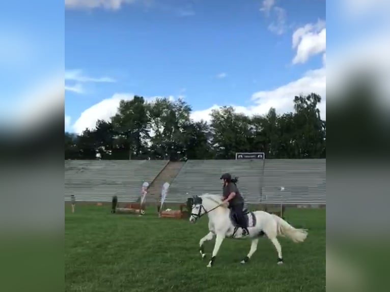 Lipizzaner Mix Stute 24 Jahre 149 cm Schimmel in Rohr in Niederbayern