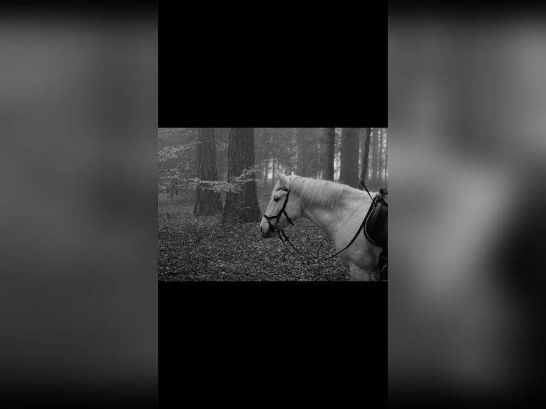 Lipizzaner Mix Stute 24 Jahre 149 cm Schimmel in Rohr in Niederbayern