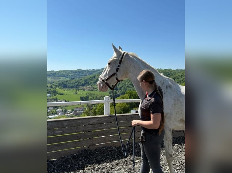 Lipizzaner Stute 24 Jahre 160 cm Schimmel in Ebreichsdorf