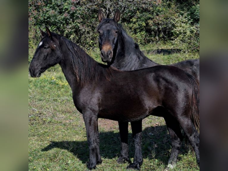 Lipizzaner Stute 2 Jahre 151 cm Dunkelbrauner in Kozina