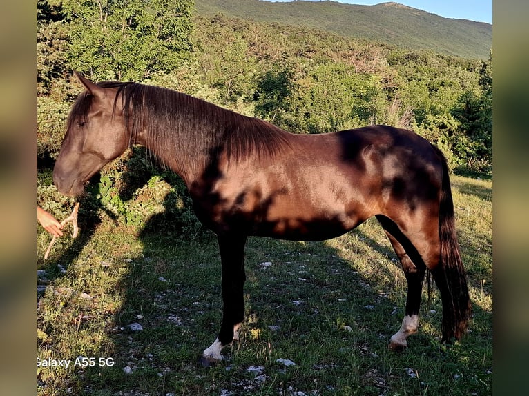 Lipizzaner Stute 2 Jahre 151 cm Dunkelbrauner in Kozina