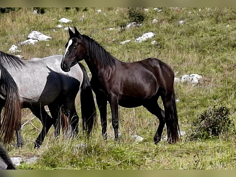 Lipizzaner Stute 2 Jahre 153 cm Brauner in kozina