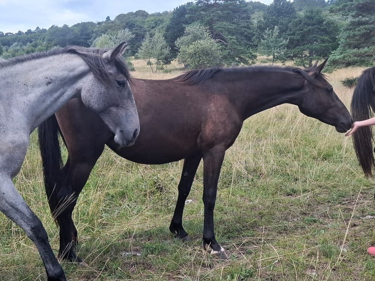 Lipizzaner Stute 2 Jahre 153 cm Brauner in kozina