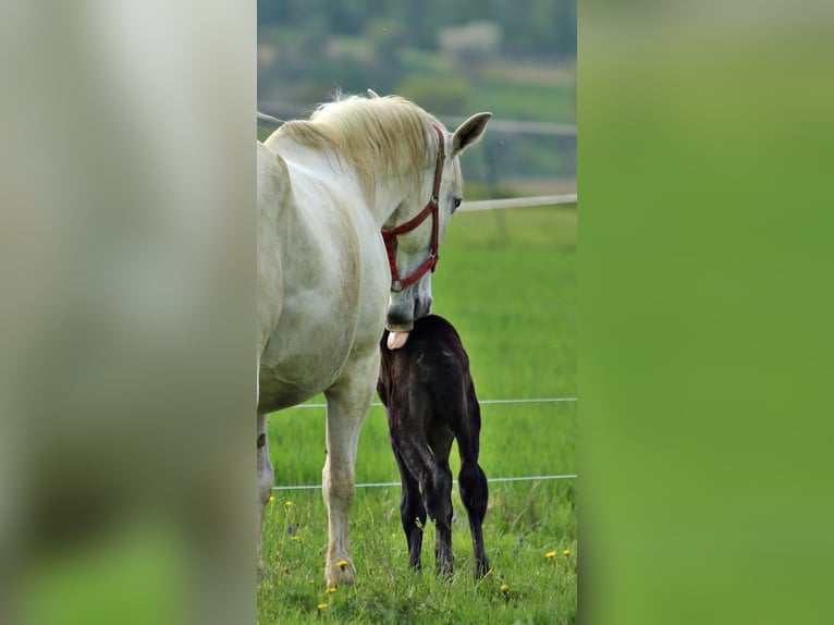 Lipizzaner Stute 2 Jahre 160 cm Schimmel in Trnovska vas