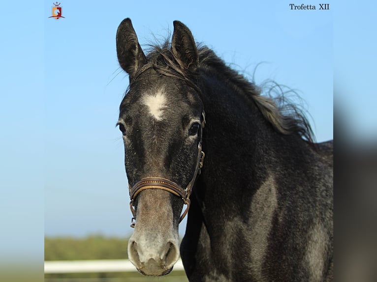 Lipizzaner Stute 2 Jahre 160 cm Schimmel in Trnovska vas