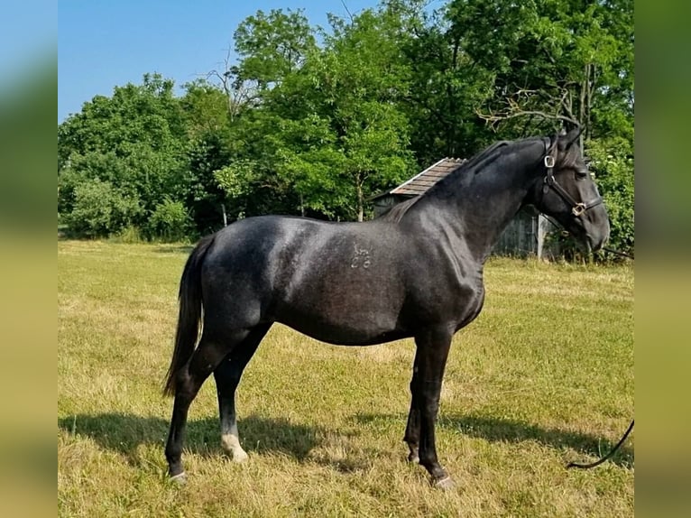 Lipizzaner Stute 2 Jahre 165 cm Schimmel in Tordas