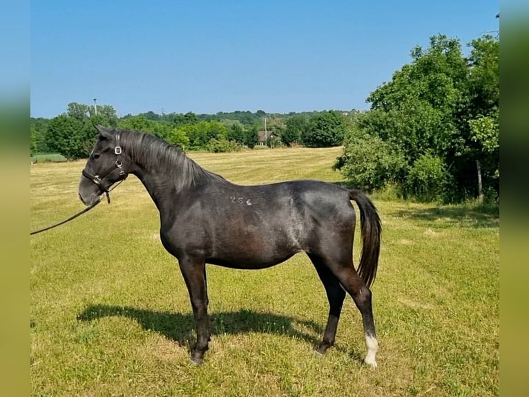 Lipizzaner Stute 2 Jahre 165 cm Schimmel in Tordas