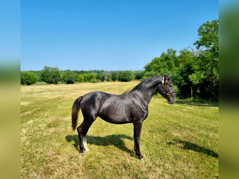 Lipizzaner Stute 2 Jahre 165 cm Schimmel in Tordas