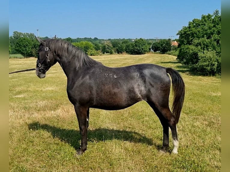Lipizzaner Stute 2 Jahre 165 cm Schimmel in Tordas