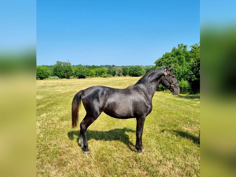 Lipizzaner Stute 2 Jahre 165 cm Schimmel in Tordas