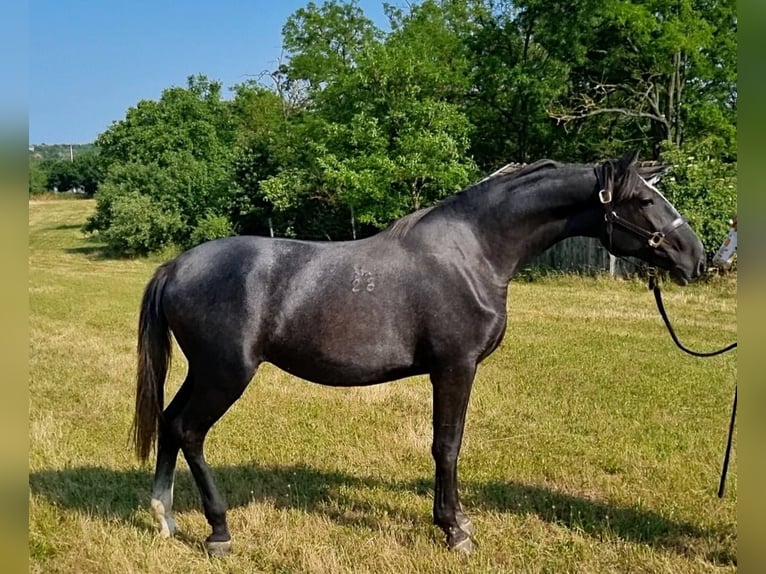 Lipizzaner Stute 2 Jahre 165 cm Schimmel in Tordas