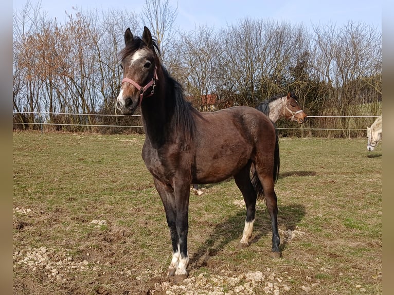 Lipizzaner Stute 2 Jahre Kann Schimmel werden in Mehrnbach