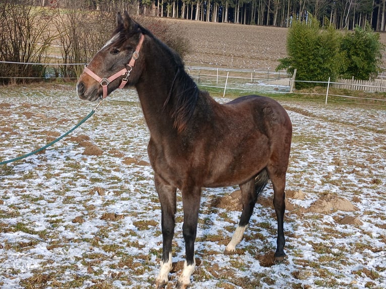 Lipizzaner Stute 2 Jahre Kann Schimmel werden in Mehrnbach