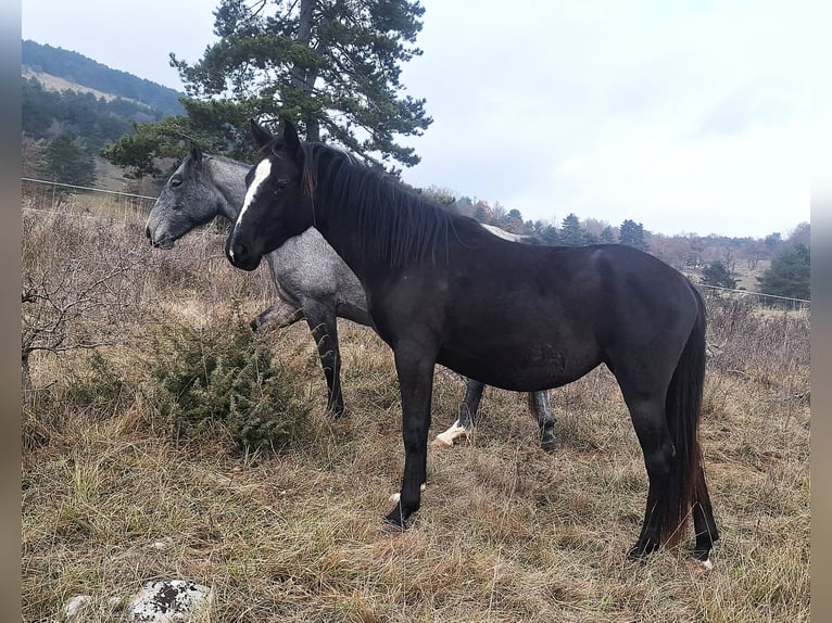 Lipizzaner Stute 3 Jahre 149 cm Dunkelbrauner in Kozina