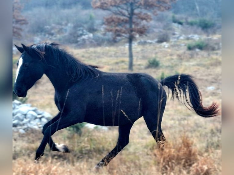 Lipizzaner Stute 3 Jahre 150 cm Dunkelbrauner in Kozina