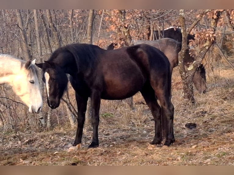 Lipizzaner Stute 3 Jahre 150 cm Dunkelbrauner in Kozina