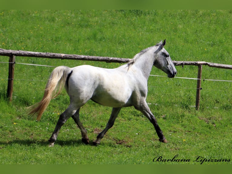 Lipizzaner Stute 3 Jahre 162 cm Schimmel in radovljica