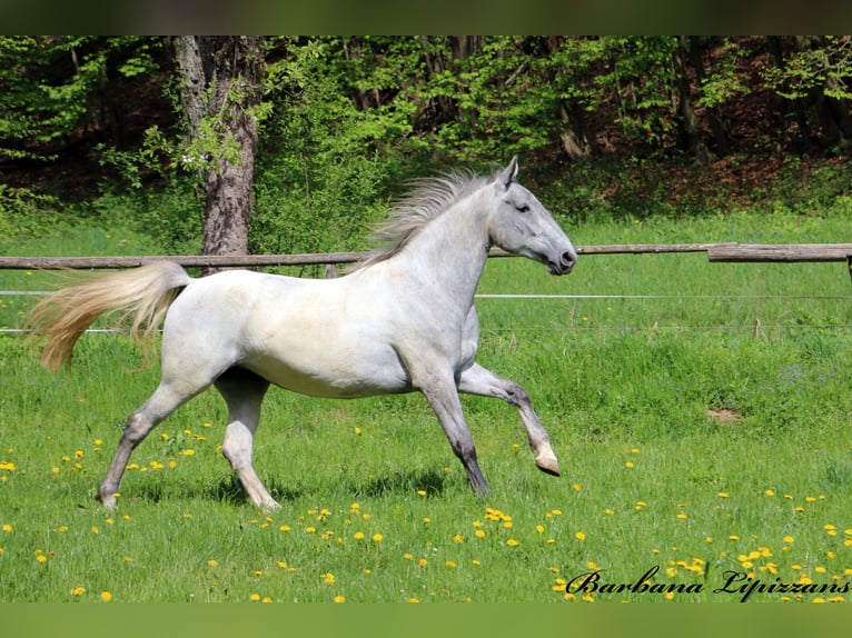 Lipizzaner Stute 3 Jahre 162 cm Schimmel in radovljica