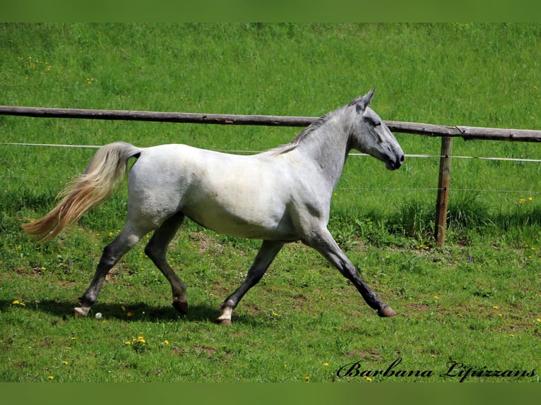 Lipizzaner Stute 3 Jahre 162 cm Schimmel in radovljica