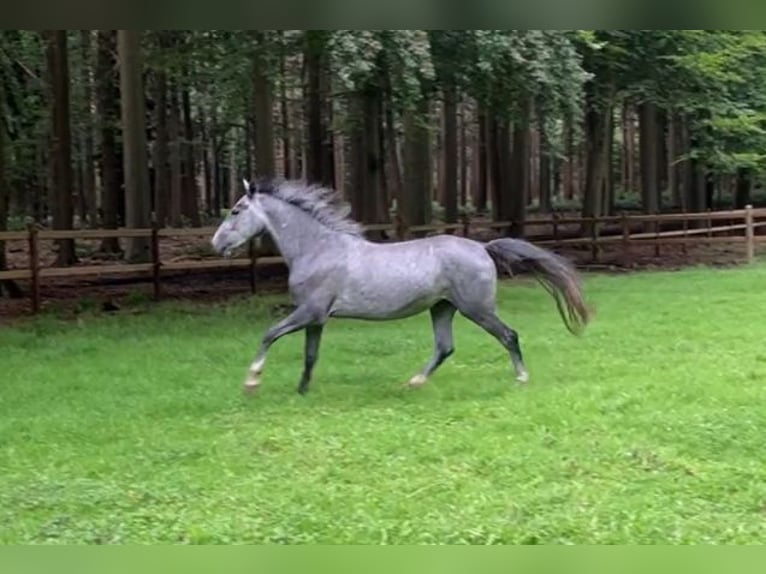 Lipizzaner Stute 4 Jahre 150 cm Blauschimmel in Aalter