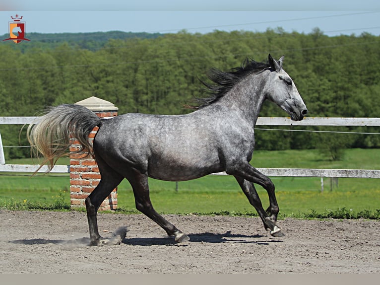 Lipizzaner Stute 4 Jahre 155 cm Schimmel in Trnovska as