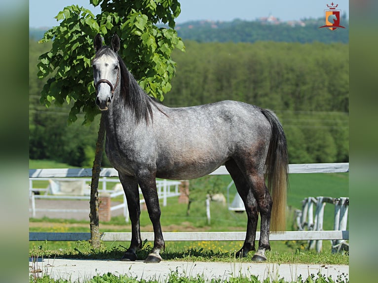 Lipizzaner Stute 4 Jahre 155 cm Schimmel in Trnovska as