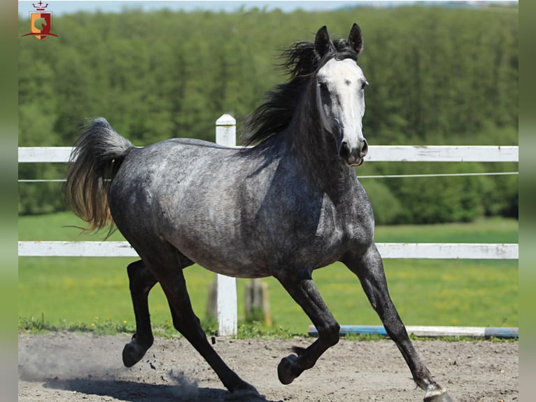 Lipizzaner Stute 4 Jahre 155 cm Schimmel in Trnovska as
