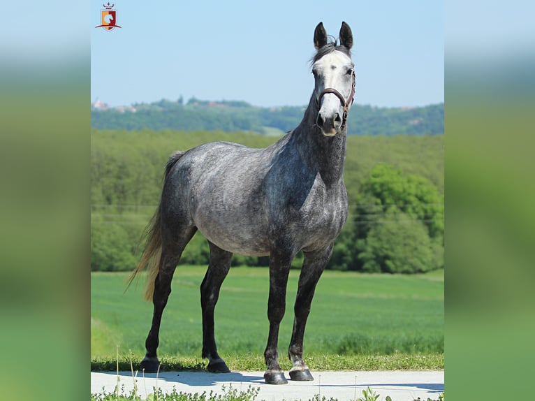 Lipizzaner Stute 4 Jahre 155 cm Schimmel in Trnovska as