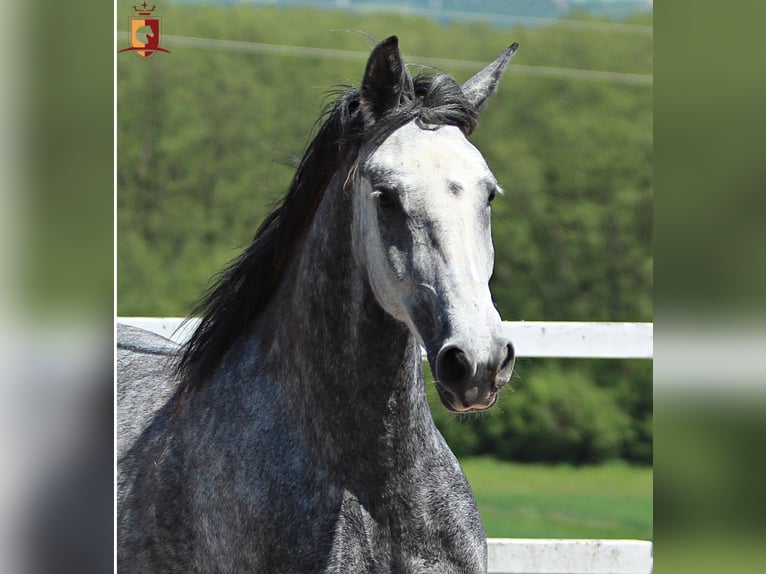 Lipizzaner Stute 4 Jahre 155 cm Schimmel in Trnovska as