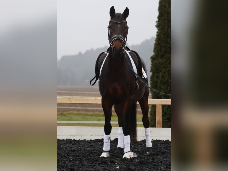 Lipizzaner Stute 4 Jahre 165 cm Brauner in St Marein bei Graz