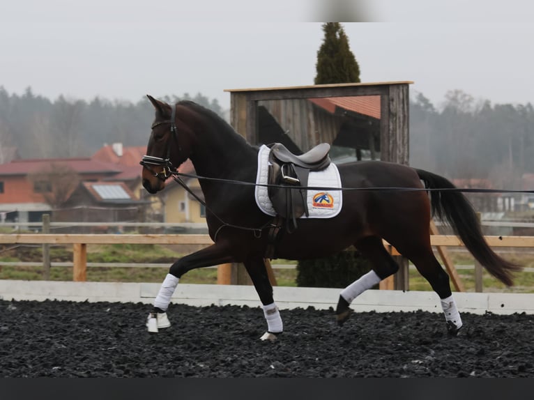 Lipizzaner Stute 4 Jahre 165 cm Brauner in St Marein bei Graz