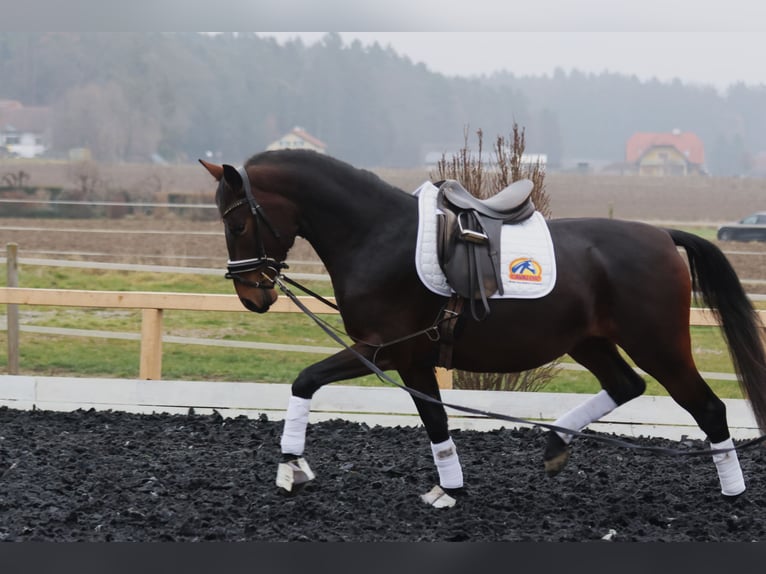 Lipizzaner Stute 4 Jahre 165 cm Brauner in St Marein bei Graz