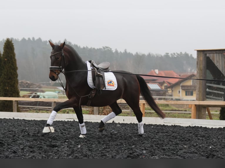 Lipizzaner Stute 4 Jahre 165 cm Brauner in St Marein bei Graz
