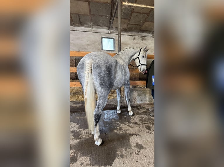 Lipizzaner Stute 4 Jahre Schimmel in Fischamend-Markt