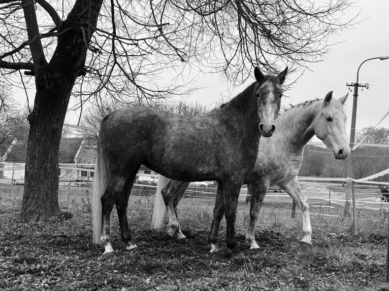 Lipizzaner Stute 4 Jahre Schimmel in Fischamend-Markt