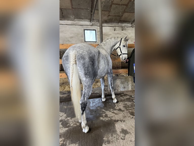 Lipizzaner Stute 4 Jahre in Fischamend