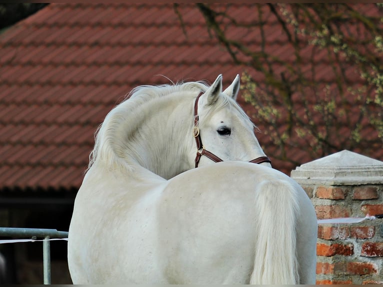 Lipizzaner Stute 5 Jahre 151 cm Schimmel in Trnovska Vas