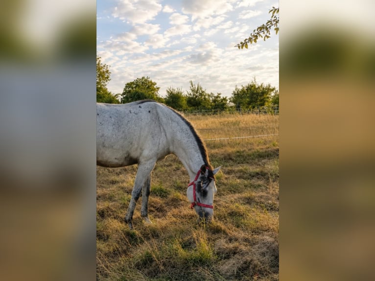 Lipizzaner Stute 5 Jahre 154 cm Fliegenschimmel in Wehr