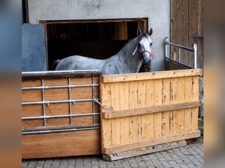 Lipizzaner Stute 5 Jahre 154 cm Fliegenschimmel in Wehr