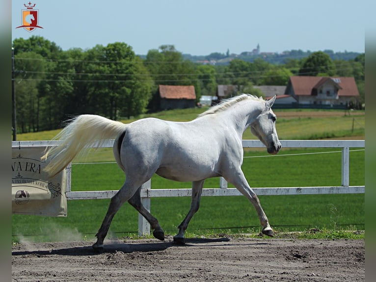 Lipizzaner Stute 5 Jahre 160 cm Schimmel in Trnovska vas