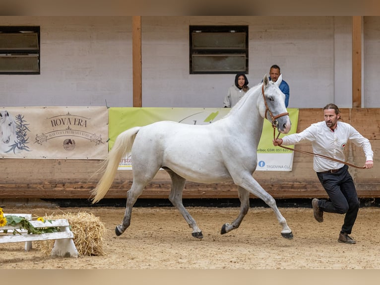 Lipizzaner Stute 5 Jahre 160 cm Schimmel in Trnovska vas