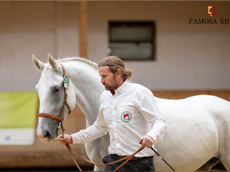 Lipizzaner Stute 5 Jahre 160 cm Schimmel in Trnovska vas